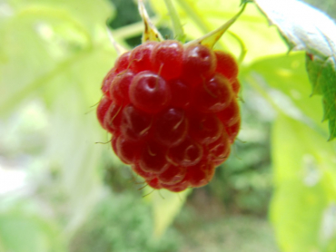 Rubus idaeus "Aroma Queen" "Aromquee" (S) - Himbeere rot