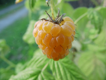 Rubus idaeus "Fallgold" - Himbeere gelb
