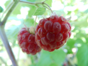 Rubus idaeus "Glen Ample"(S) - Himbeere rot - stachellos