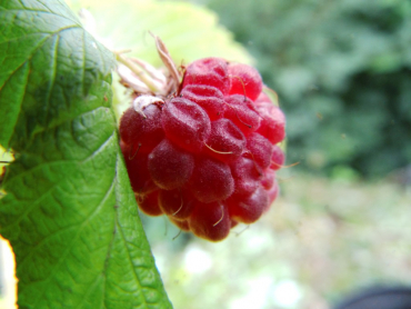 Rubus idaeus "Glen Ample"(S) - Himbeere rot - stachellos