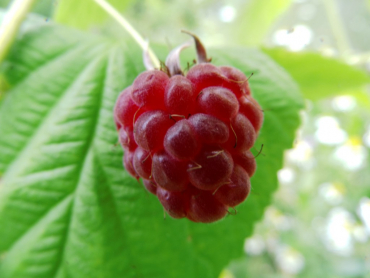 Rubus idaeus "ZEFA 3" - Himbeere rot
