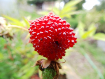Rubus illecebrosus - Erdbeer-Himbeere
