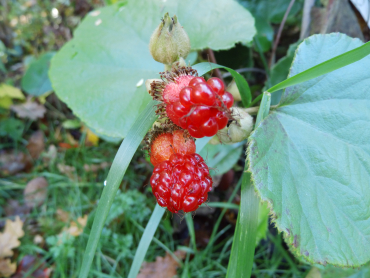 Preview: Rubus irenaeus - Hupeh-Himbeere