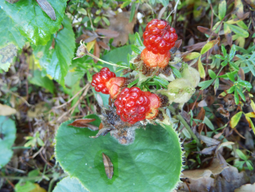 Rubus irenaeus - Hupeh-Himbeere