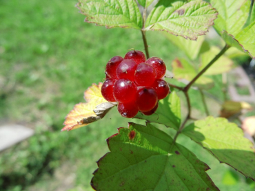 Rubus parvifolius x idaeus "Dorman Red" - Himbeer-Hybride