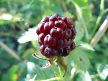 Rubus x loganobaccus "Boysenberry" - Boysenbeere