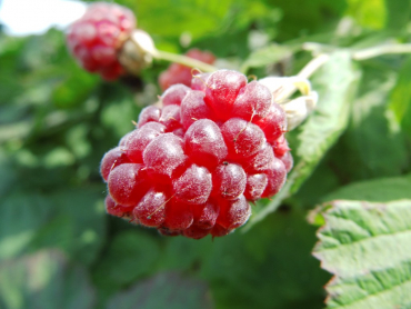 Rubus x loganobaccus "Loganberry" - Loganbeere