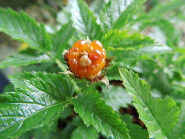Rubus xanthocarpus - Goldbeere