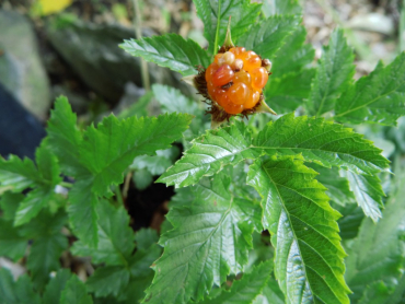 Rubus xanthocarpus - Goldbeere