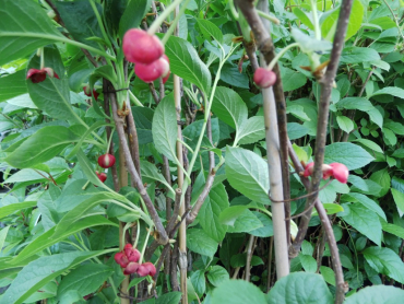 Schisandra rubriflora -  Rotblühendes Spaltkölbchen - männlich