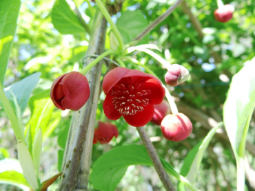 Schisandra rubriflora -  Rotblühendes Spaltkölbchen - männlich
