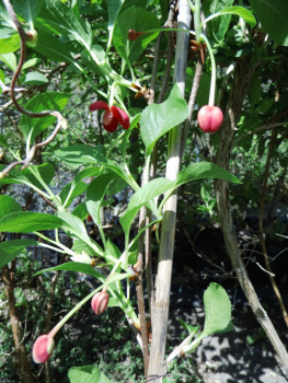 Schisandra rubriflora -  Rotblühendes Spaltkölbchen - weiblich