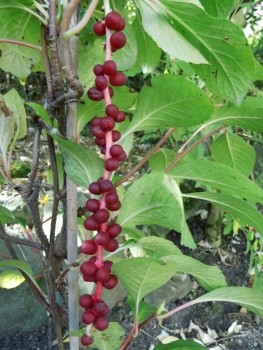 Schisandra rubriflora -  Rotblühendes Spaltkölbchen - weiblich