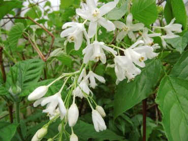 Staphylea colchica - Kaukasische Pimpernuss