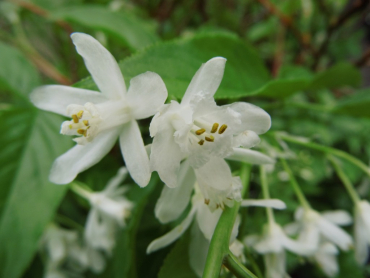Staphylea colchica - Kaukasische Pimpernuss