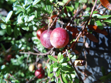 Vaccinium macrocarpon "Pilgrim" - Cranberry