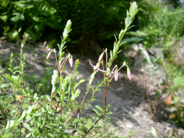 Vaccinium macrocarpon "Stevens" - Cranberry