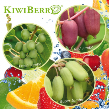 Actinidia arguta "Fresh Jumbo" -  Mini-Kiwi / weiblich