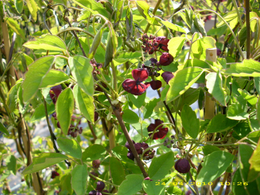 Akebia trifoliata - Dreiblättrige Akebie