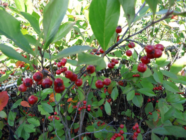Aronia arbutifolia - Rote Apfelbeere