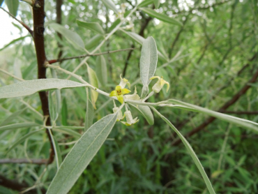 Elaeagnus angustifolia - Schmalblättrige Ölweide