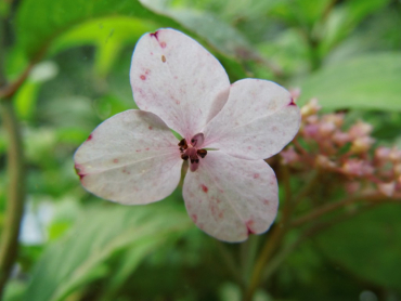 Hydrangea serrata "Oamacha"- Japanische Tee-Hortensie