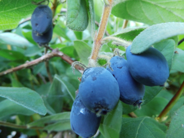 Lonicera caerulea kamtschatica "Blue Velvet"® - Sibirische Blaubeere