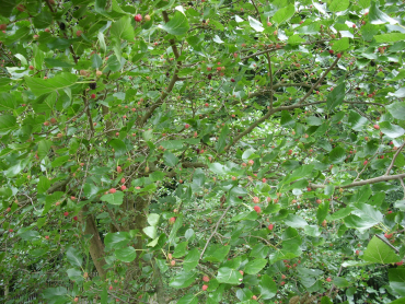 Morus nigra - Schwarze Maulbeere