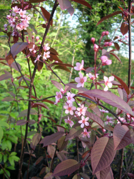 Prunus padus "Colorata" - Gemeine Traubenkirsche