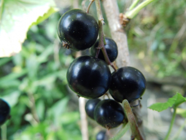Ribes nigrum "Tsema" - Schwarze Johannisbeere