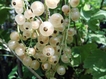 Ribes rubrum "Blanka" - Weiße Johannisbeere