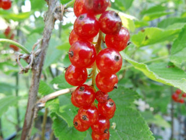 Ribes rubrum "Heinemanns Rote Spaetlese" - Rote Johannisbeere