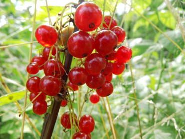 Ribes rubrum "Jonkheer van Tets" - Rote Johannisbeere