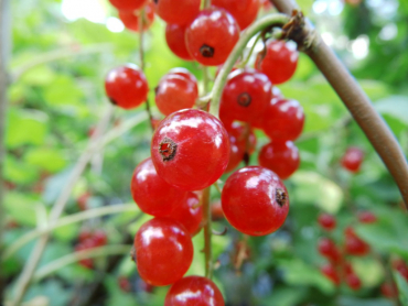 Ribes rubrum "Rovada" - Rote Johannisbeere