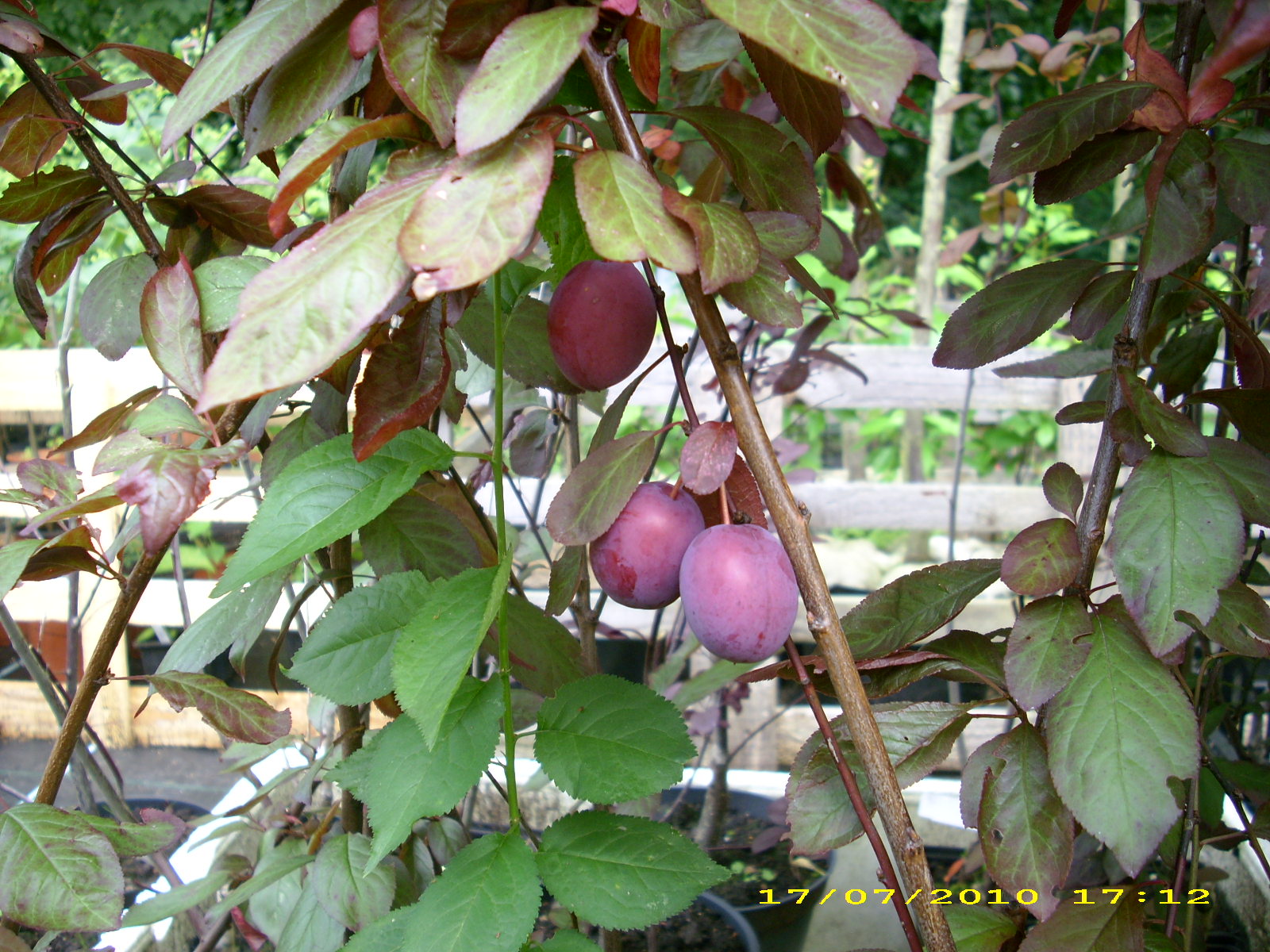 Wildobstschnecke - Prunus Hollywood cerasifera / Blutpflaume