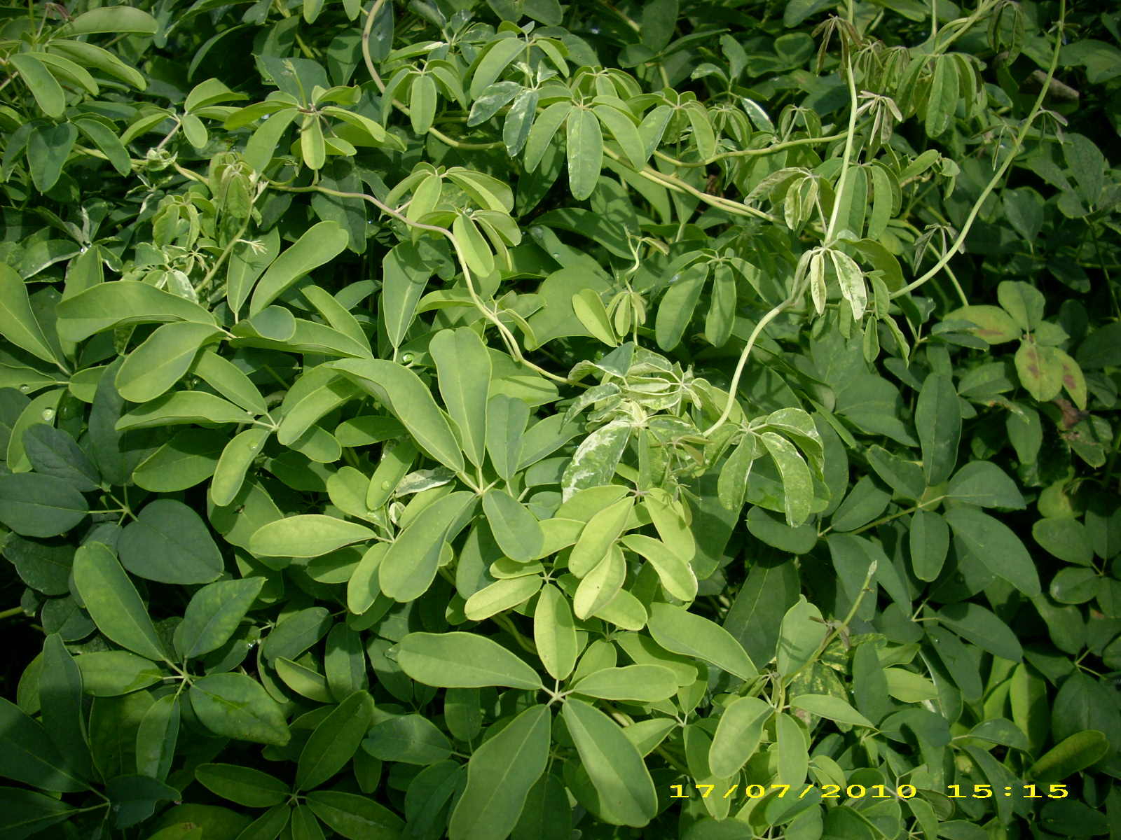 akebia quinata "variegata" - fingerblättrige akebie