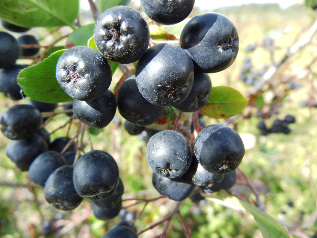 Schwarze Nero / prunifolia - Aronia Wildobstschnecke Apfelbeere