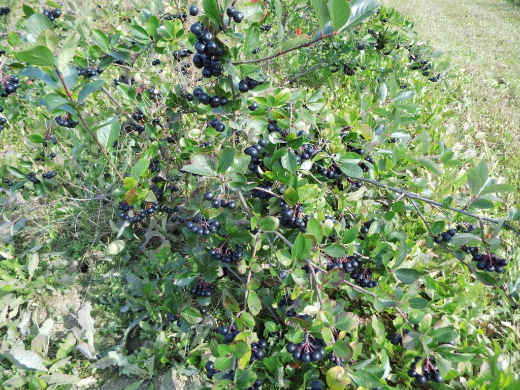 Apfelbeere Schwarze - Wildobstschnecke Nero Aronia prunifolia /