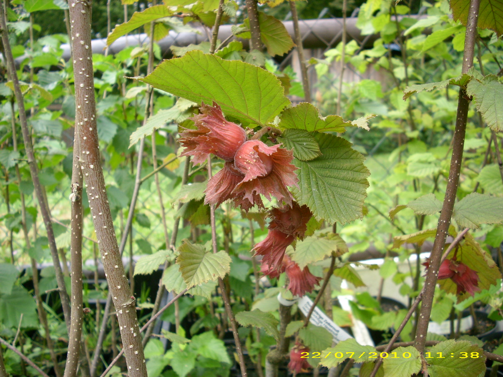 Rotblättrige - Wildobstschnecke Großfruchtige avellana / Haselnuss Corylus Zellernuß