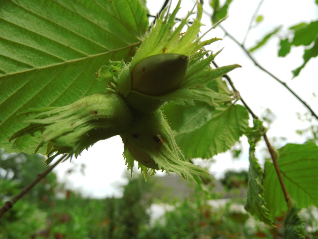 Wildobst im eigenen Garten - Corylus maxima x avellana Nottinghams ...