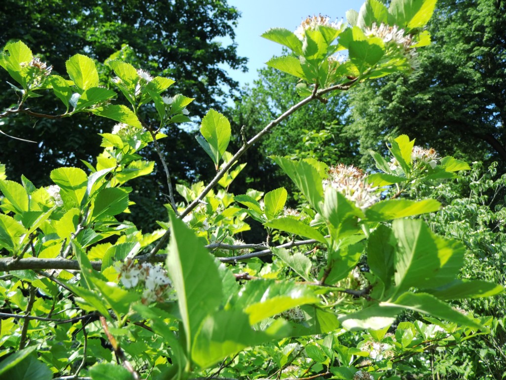 Wildobstschnecke Crataegus Crus Galli Hahnendorn