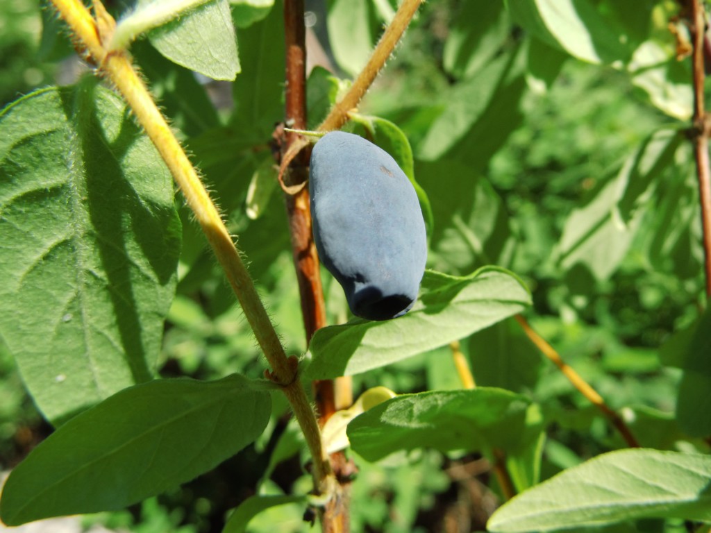 Wildobstschnecke - Lonicera caerulea var. kamtschatica Atut / Sibirische  Blaubeere | Obstbäume & Gemüsepflanzen