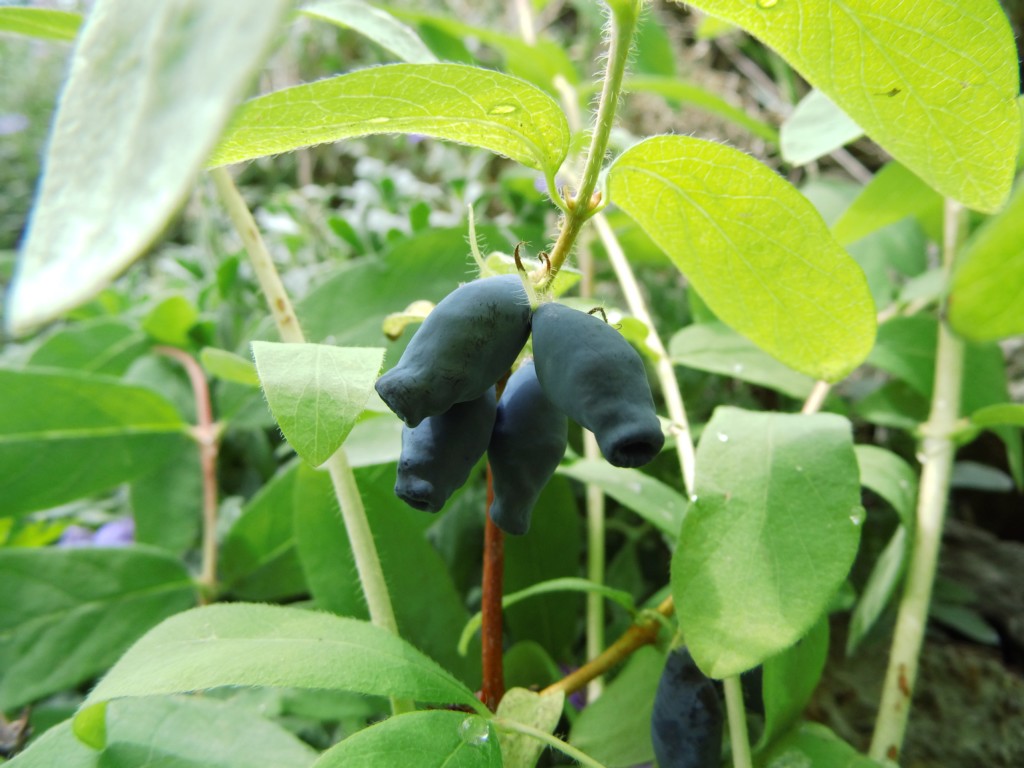 Wildobst im eigenen Garten - Lonicera caerulea var. kamtschatica Eisbr /  Sibirische Blaubeere