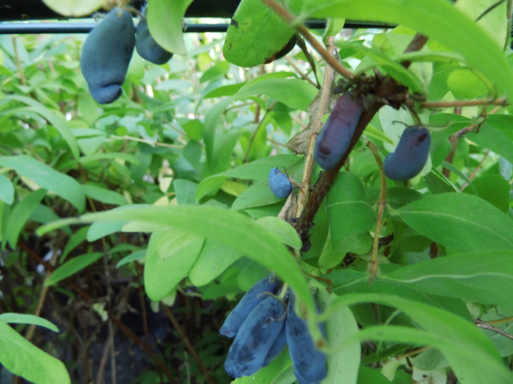 Wildobst im eigenen Garten - Lonicera caerulea var. kamtschatica Eisbr /  Sibirische Blaubeere