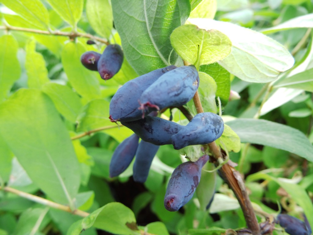 Wildobst im eigenen Garten - Lonicera caerulea var. kamtschatica Eisbr /  Sibirische Blaubeere
