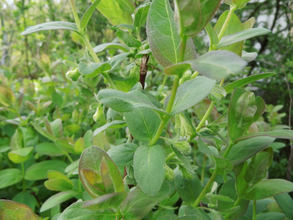 arabica plant Coffee Plant for Sale Including Care Guide & Growing Tips Small / Eco Pot / Earl Grey main image 0