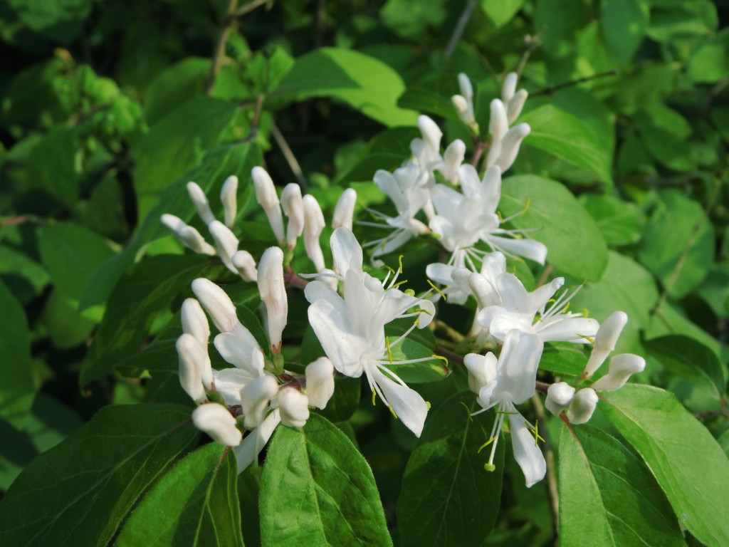 Wildobst im eigenen Garten - Lonicera maackii / Schirm Heckenkirsche