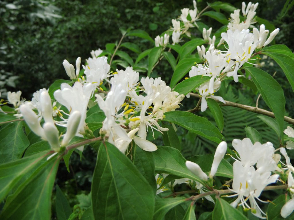 Wildobst im eigenen Garten - Lonicera maackii / Schirm Heckenkirsche