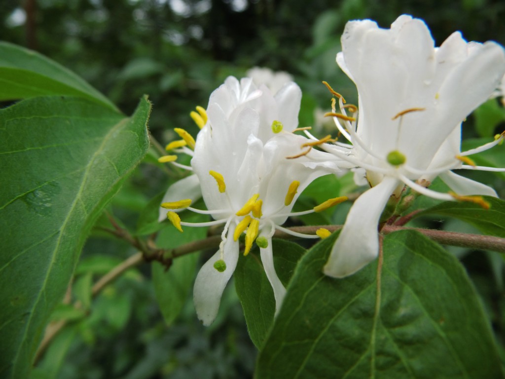 Wildobst im eigenen Garten - Lonicera maackii / Schirm Heckenkirsche