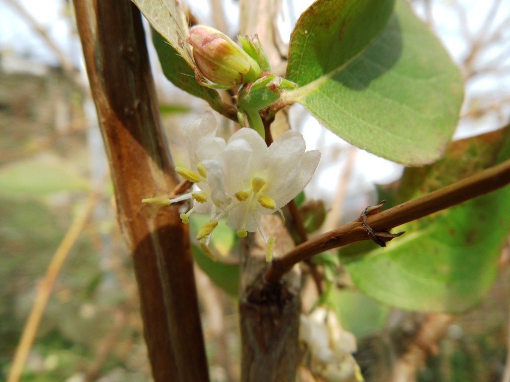 Wildobst im eigenen Garten - Lonicera purpusii / Winter-Heckenkirsche